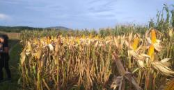 Cara Kementan Antisipasi Turunnya Harga Jagung di Tingkat Petani