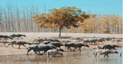 Mengenal Kampung Kerbau, Wisata Unik Mirip Afrika ala Ngawi