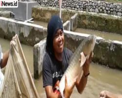 Jadi Menu Khas Perayaan Imlek, Ikan Dewa Bisa Mencapai Rp1 Juta per Kg