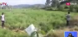 Sawah Diamuk Gajah Liar, Warga Aceh Terancam Gagal Panen
