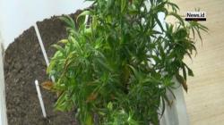 Tanam Ganja di Kamar Apartemen Tanah Abang, WNA asal AS Digerebek Polisi