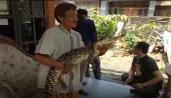 BKSDA Cirebon Amankan 4 Buaya Dilindungi di Indramayu 