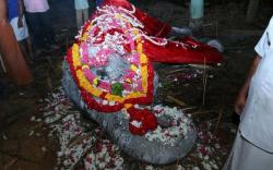 Gajah yang Diyakini Tertua di Dunia Mati di Usia 88 Tahun