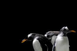 Kebun Binatang Meksiko Sambut Kelahiran 2 Bayi Penguin