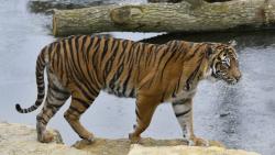 Dijodohkan, Harimau Betina Mati Dibunuh Pejantan di Bonbin London