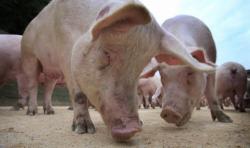 Tragis, Perempuan Epilepsi Tewas Dimangsa Babi