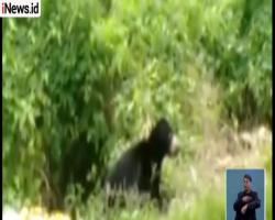 Warga Padang Diresahkan Keberadaan Beruang, BKSDA Sumbar Pasang Perangkap