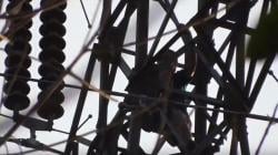 Nekat Lompat dari Tower Sutet di Batubara, Penderita Sakit Jiwa Tewas