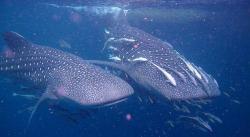 Malang, Seekor Hiu Paus Mati Terdampar di Palabuhanratu