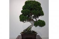 Bonsai Berusia 400 Tahun Dicuri, Pemilik Minta Pelaku Merawatnya