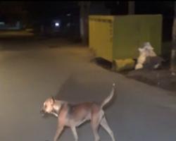 17 Warga Kolaka Utara Digigit Anjing Gila, 2 Kritis