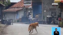 93.000 Ekor Anjing Berkeliaran, Pemerintah Buleleng Siapkan Vaksinasi Rabies