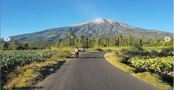 Jalan Terindah di Temanggung, Suasana Kebun Teh Tambi Mirip di Swiss