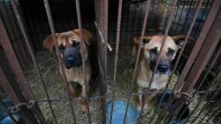 200 Anjing Diselamatkan dari Rumah Jagal di Korea Selatan
