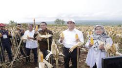 Mentan: Dalam Waktu Dekat Kita Ekspor Jagung