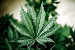 Jepang Legalkan Obat-obatan Berbahan Dasar Ganja, tapi....<