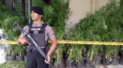 Pelaku Garap Lahan Perhutani di Purwakarta untuk Ladang Ganja