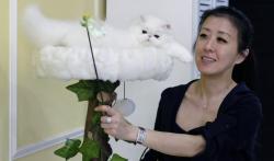 Lewat Bandara, Perempuan Ini Selundupkan Kucing di Perut seolah Hamil