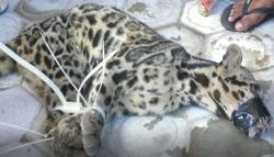 Kelaparan dan Habitat Rusak, Macan Dahan Teror Warga Palangkaraya