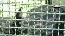 Warga Palangkaraya Dihebohkan Munculnya Macan di Permukiman