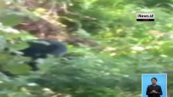 Diteror Beruang, Warga 2 Desa di Jambi Resah