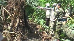 Bangkai Beruang Madu Ditemukan Membusuk di Subulussalam Aceh