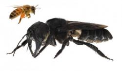 Ilmuwan Belanda Latih Lebah untuk Deteksi Covid