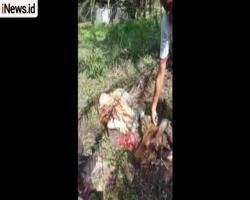 Modus Pencurian Jagal Sapi di Tempat Resahkan Warga Kotawaringin