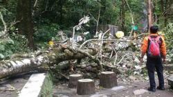 BTNGM Tanggung Asuransi 4 Wisatawan Korban Pohon Tumbang di Kaliurang
