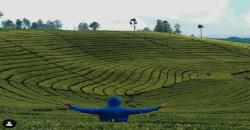 Sejuknya Suasana Desa Perkebunan Teh Rancabolang, Unik Ada Bukit Jamur