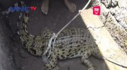 Kerap Masuk Pemukiman, Warga Musi Banyuasin Tangkap Buaya 3 Meter
