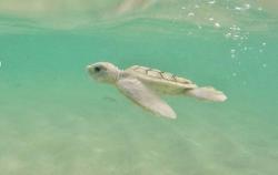 Wisata ke Derawan, Datangi Pulau Sangalaki Melihat Penyu Albino Langka