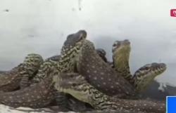 74 Telur Komodo Menetas di Kebun Binatang Surabaya Cetak Rekor Terbanyak