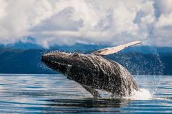 Kapal Feri Diduga Tabrak Ikan Paus di Jepang, 87 Orang Luka