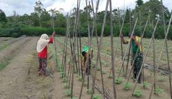 Satgas Yonif PR 328 Galakkan Home Farming di Perbatasan RI-PNG