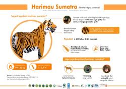 Data Populasi Harimau, Pemerintah Lakukan Sumatra Wide Tiger Survey