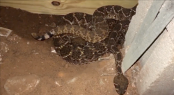 Ngeri, 45 Ular Berbisa Ditemukan Bersembunyi di Kolong Rumah