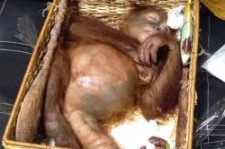 Selundupkan Orangutan Dalam Koper, Turis Rusia Ditangkap di Bali