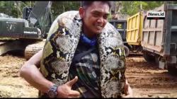 Video Detik-Detik Puslatpur Kodiklat TNI AD Lepas Ular Piton 8 Meter ke Habitatnya
