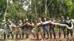 Ular Piton 8 Meter Dilepaskan Puslatpur Kodiklat TNI AD ke Habitatnya