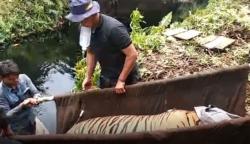 BBKSDA Riau Evakuasi Harimau Jantan yang 3 Hari Terjerat Perangkap