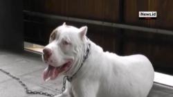 Buron Setahun, Pria Penyiksa Anjing Pitbull di Deli Serdang Ditangkap
