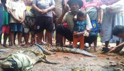 Dramatis, Warga Tangkap Buaya 1,7 Meter di Sungai Blorong Kendal