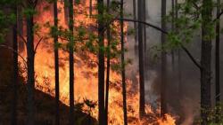 Puluhan Hektare Hutan di Gunung Pakuwojo Dieng Terbakar