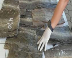 Polisi Gagalkan Penyelundupan 439 Kulit Ular Sanca Kering di Pelabuhan Bakauheni