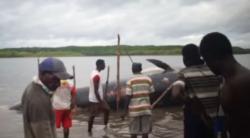 Video Ikan Paus Tewas Terdampar di Pantai Mimika dengan Perut Penuh Plastik
