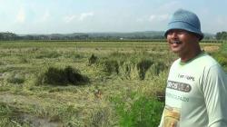 Puluhan Hektare Padi di Kendal Terancam Puso akibat Terendam Banjir