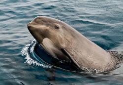 Paus Pilot Sirip Pendek Mati di SeaWorld AS akibat Infeksi