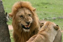 Pemburu Badak Tewas Diinjak Gajah, Tubuhnya Dimangsa Kawanan Singa