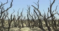 Jelajahi Hutan Mati Papandayan, Objek Wisata yang Terlihat Unik